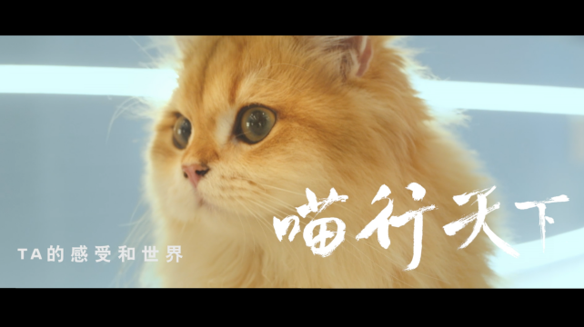 喵行天下，與NI解鎖新體驗(yàn)